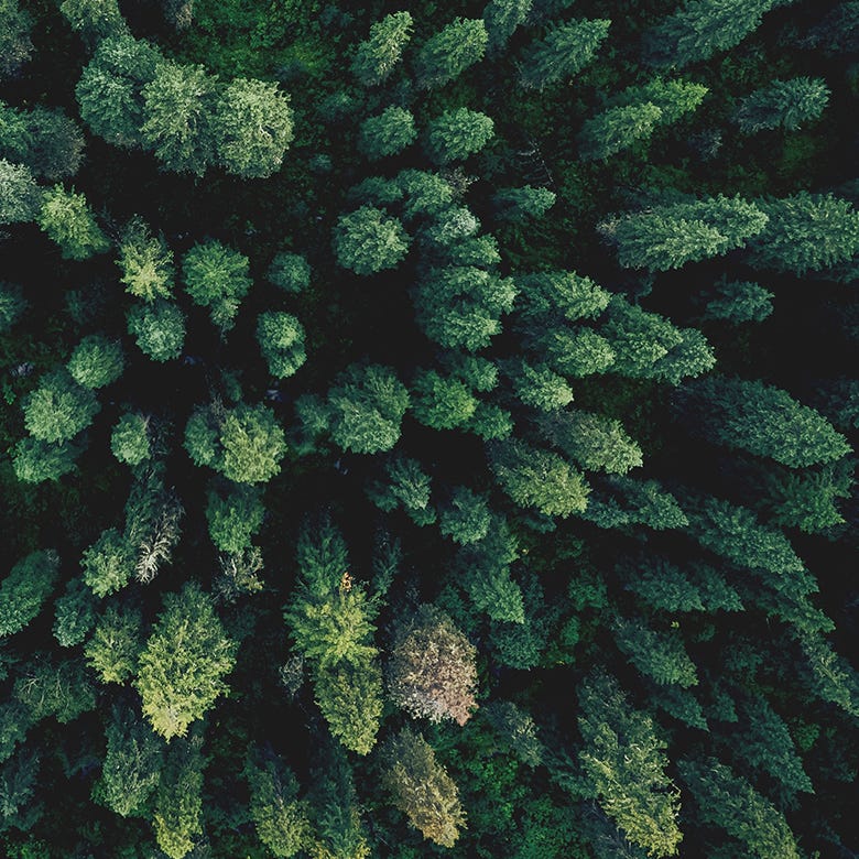 Burt's Bees Baby: Image of trees from above