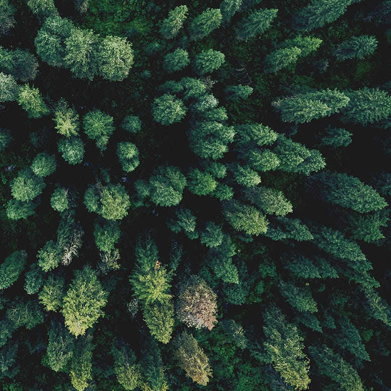 Burt's Bees Baby: Image of trees from above Burt's Bees Baby: Image of trees from above