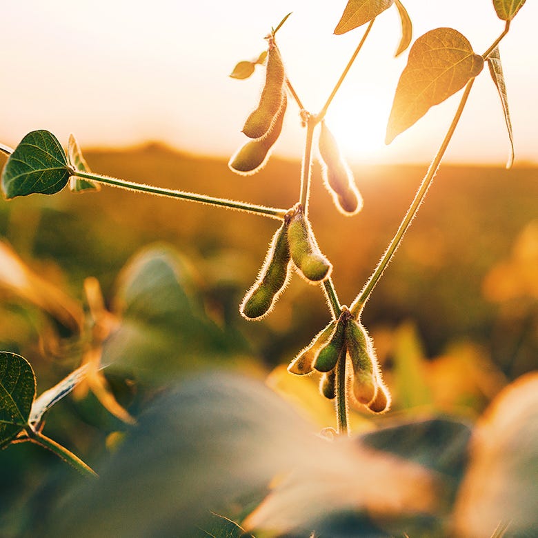 Burt's Bees Baby: Image of Soybean pods in setting sunlight