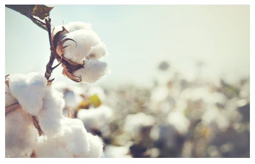 Burt's Bees Baby: Why organic cotton matters