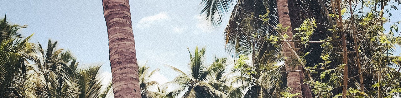 Burt's Bees Baby: Image of palm trees and blue sky Burt's Bees Baby: Image of palm trees and blue sky