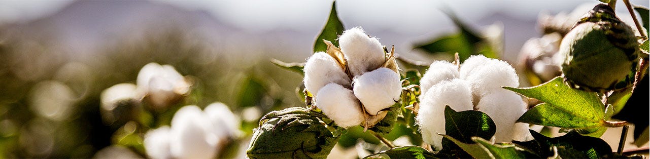 Burt's Bees Baby: Image of Cotton Plant