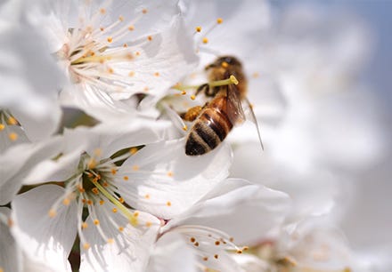 Bee landing on cotton flower